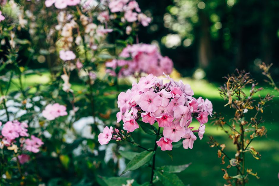 Close-up of a cluster of pink phlox flowers with five petals each, displaying varying shades from soft pastel pink to deeper pink hues, arranged in a natural, loose bouquet on a garden table. The flow