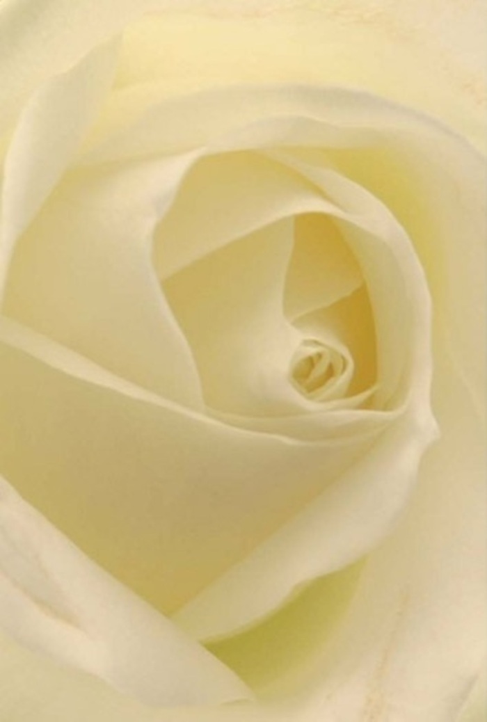 Viewed up close, this white rose offers a study in sophistication-petals layered with tranquil precision and a palette shifting from crisp whites to soft creams. The way light flows across each fold brings an almost ethereal glow, conjuring the atmosphere of a late afternoon in the heart of St Mary Cray. At the center, the spiraled core suggests both purity and quiet resilience, a testament to the flower's role in the hands of local florists at Flowers St Mary Cray. The seamless gradations between shade and light bring out the bloom's subtle beauty, much like the understated charm found along the River Cray or in community green spaces. The petals' gentle curves and perfect proportions make this rose an exquisite offering for apologies, romantic gestures, or as a centerpiece marking a milestone event in our area. Even its imagined scent-a clean, serene freshness-evokes the feeling of standing among flowers in a sheltered garden nook. Each detail in this outstanding bloom testifies to the artistry, warmth, and care that go into every bouquet made for St Mary Cray, making it an ever-appropriate messenger of affection or solace.
